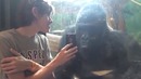 Gorilla photo