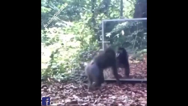 Приколы