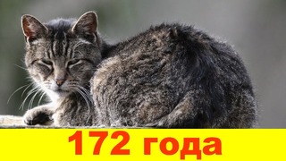 Топ 10 самых старых кошек в мире
