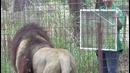 Большие кошки и зеркала / Big cats and mirrors
