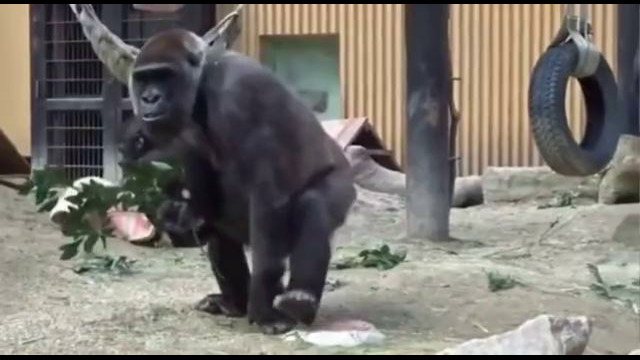 Мама горилла защищает своего малыша