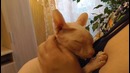 Смешные коты и кошки 2017. приколы с котами и другими животными