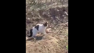 Стая котов напала на собаку