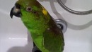 Попугай поет советские песни и не только – Singing Parrot Makesha