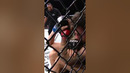 Pantoja Choked Out the Choke Artist