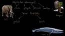 Zoologiya. Hayvonlarning ahamiyati