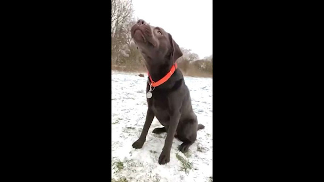 Dog Catches Treat In Snow #shorts