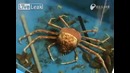 Краб сбрасывает панцирь