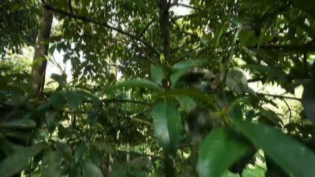 Мангустин – тропическое сокровище. Как выбрать и очистить фрукты