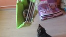 Война кота и енота за место