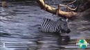 Топ 5 ужасных нападений крокодилов, попавших на камеру