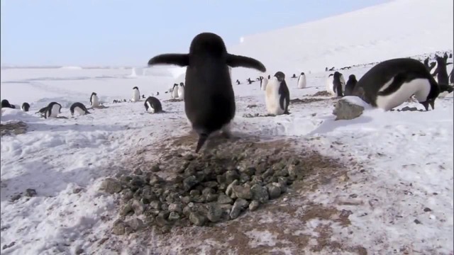 Jinoyatchi Pingivin