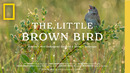 The Little Brown Bird (Full Documentary) | National Geographic