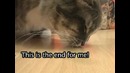 Коты против паука