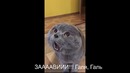 Кот умеет разговаривать