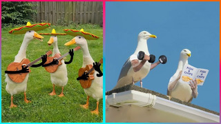 Birds with Arms being the Funniest Thing Ever | @LeopARTnik