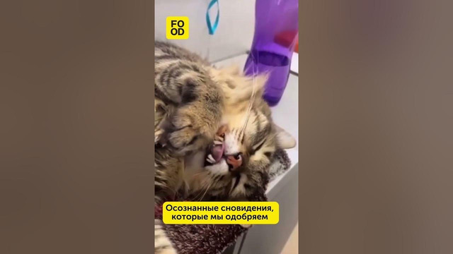 Осознанные сновидения #кулинария #мемы