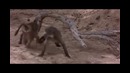 Животные наелись плодов слоновьего дерева
