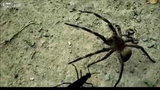 Бразильский странствующий паук vs дорожная оса