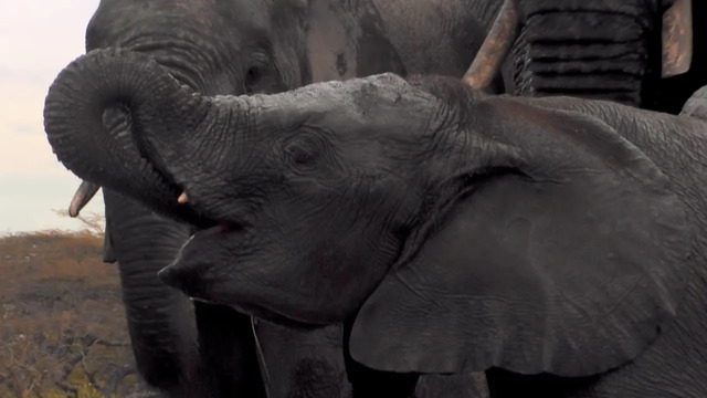 Hidden Elephant Camera | Waterhole: Africa’s Animal Oasis | BBC Earth