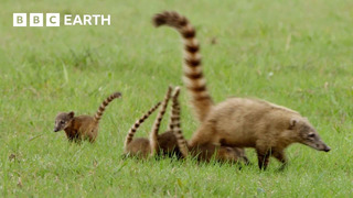 Baby Coati Races To Escape Hawk | Earth’s Great Seasons | BBC Earth