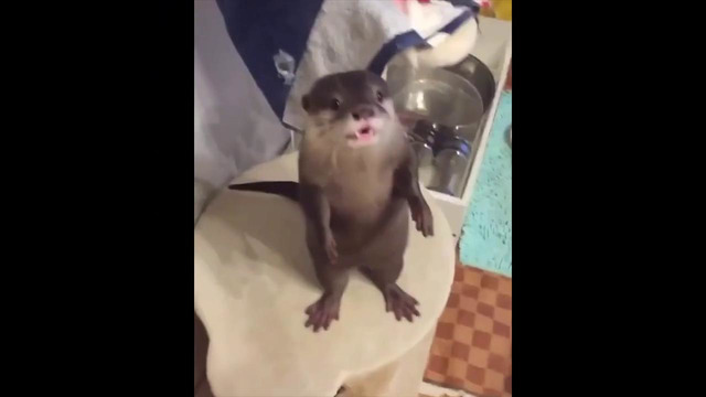 Unusual Memes Compilation v59