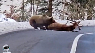 Медведь Шатун Напал На Оленя / Сумасшедшие Битвы Животных Снятые На Камеру