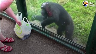 Умная обезьяна в зоопарке