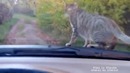 Как кот ездит на дачу