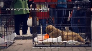 Бездомные животные: Дай им шанс на жизнь! (Социальная реклама)