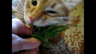 Кот смачно ест траву
