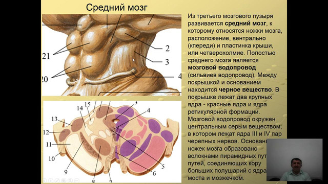 2 курс. Анатомия. Функциональная и возрастная анатомия ромбовидного, среднего и промежуточного мозга