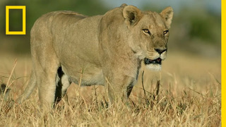 Lion Pride Hunts Water Buffalo | Savage Kingdom