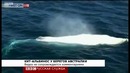 Редчайший кит-альбинос приплыл к Квинсленду