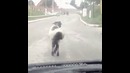 Барашек прикольно ходит