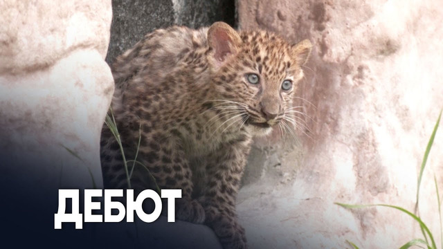 Перуанский зоопарк впервые представил двух детёнышей леопарда