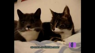 Коты рассказывают о блогах хозяина