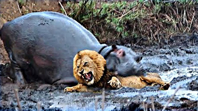 Вот Почему ВСЕ Боятся БЕГЕМОТА! Против Льва, Носорога, Крокодила, Гиены / Битвы Животных