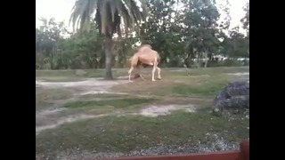 Верблюд без головы
