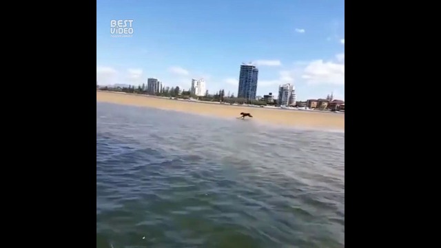 Очень быстрая собака против катера