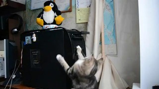 Кошка и DVD-привод
