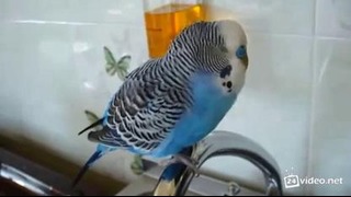 Разговорчивый попугай