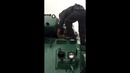 Енот застрял в танке