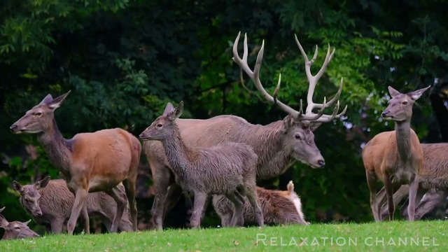 Красивый лес 1080p