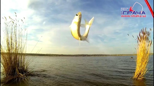 Рыбалка: Танец уклейки