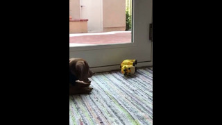 Doggo Fights His Squeaky Toy #shorts