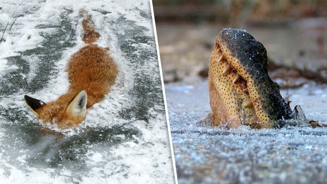 8 животных, замороженных во времени