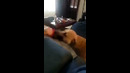 Funny Dog Noises #shorts
