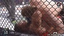 Roy nelson vs Javy Ayala