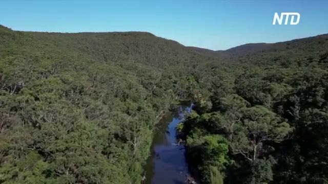 Впервые за 50 лет утконосы возвращаются в Королевский нацпарк в Австралии